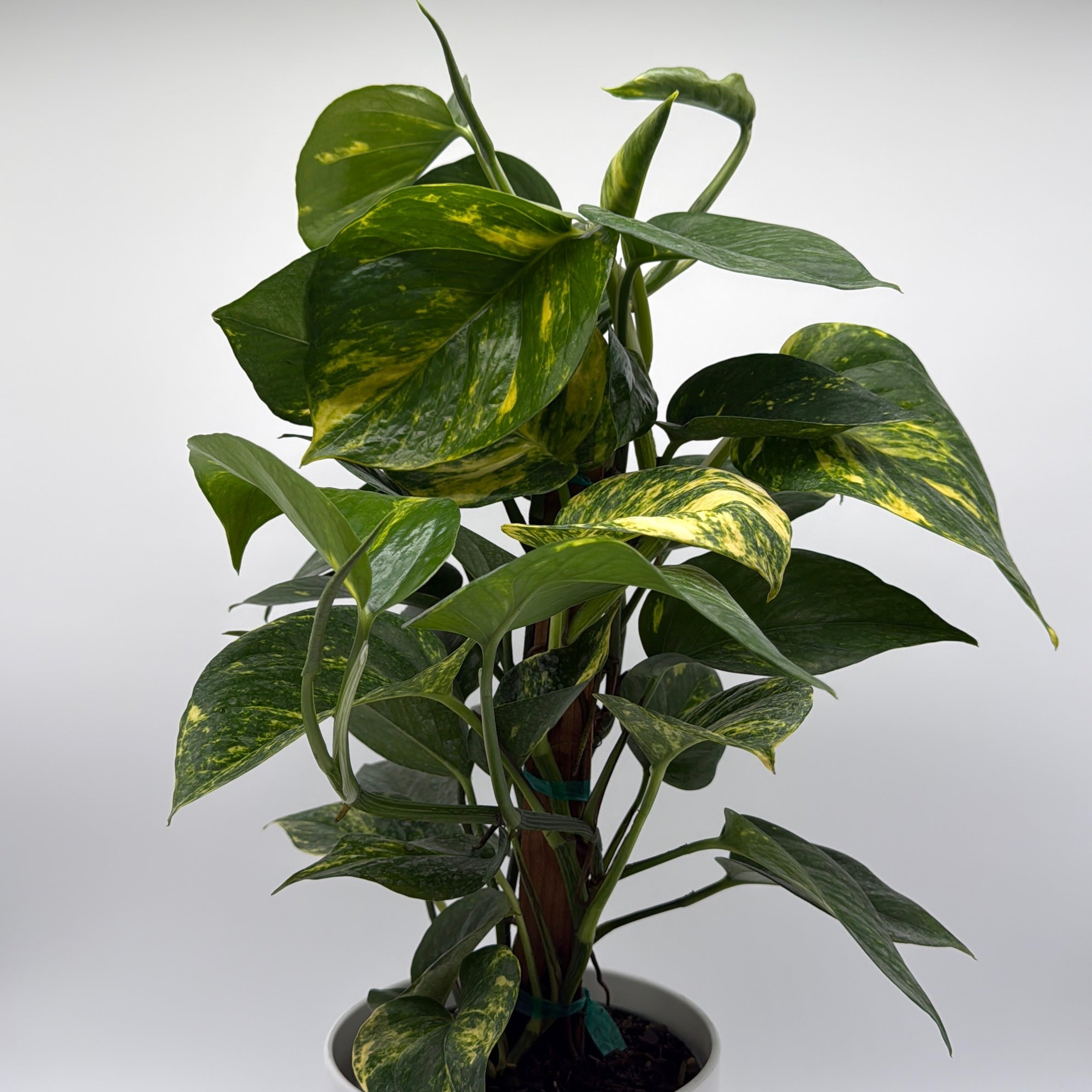 Hawaiian Pothos