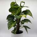 Hawaiian Pothos