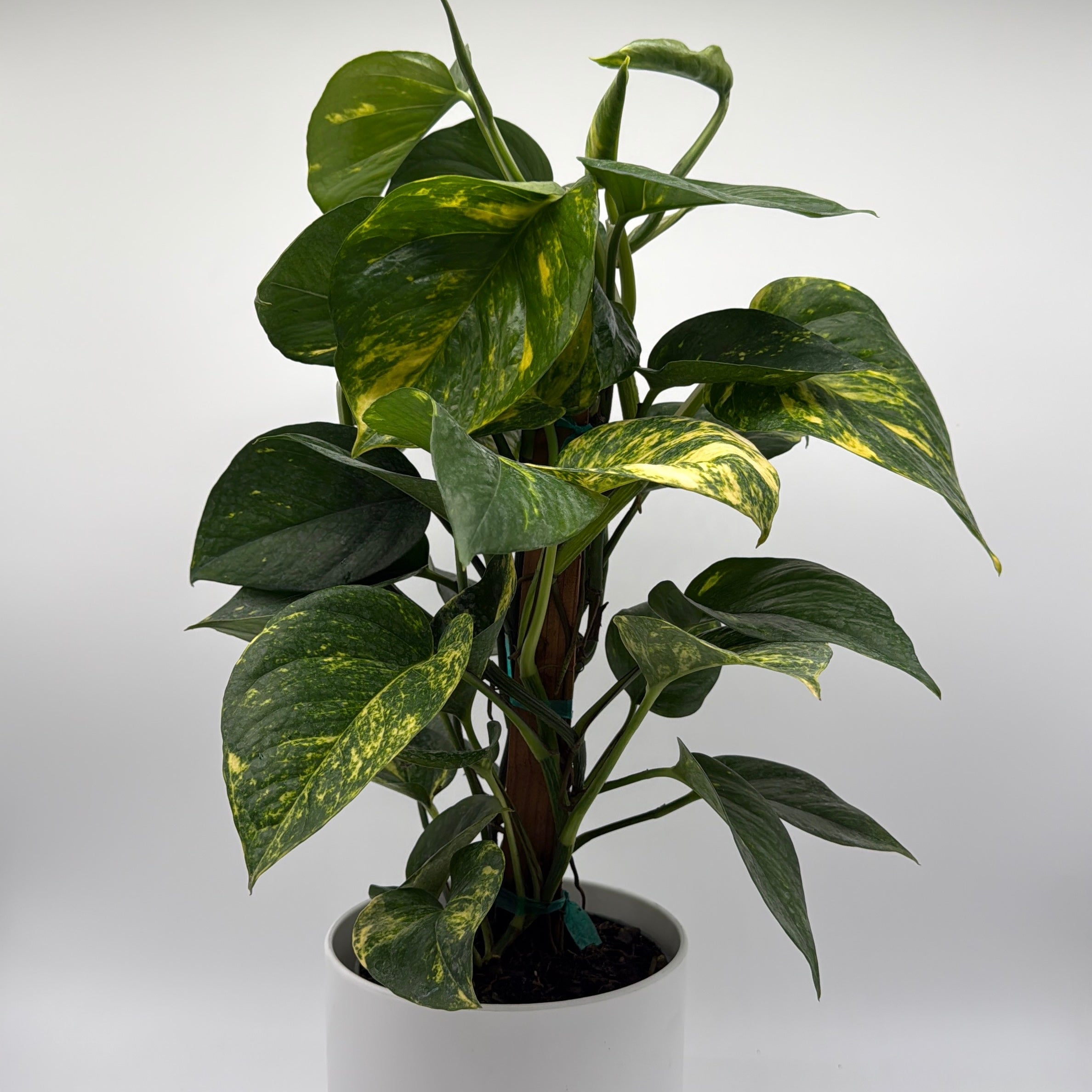 Hawaiian Pothos
