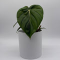 Philodendron McDowell