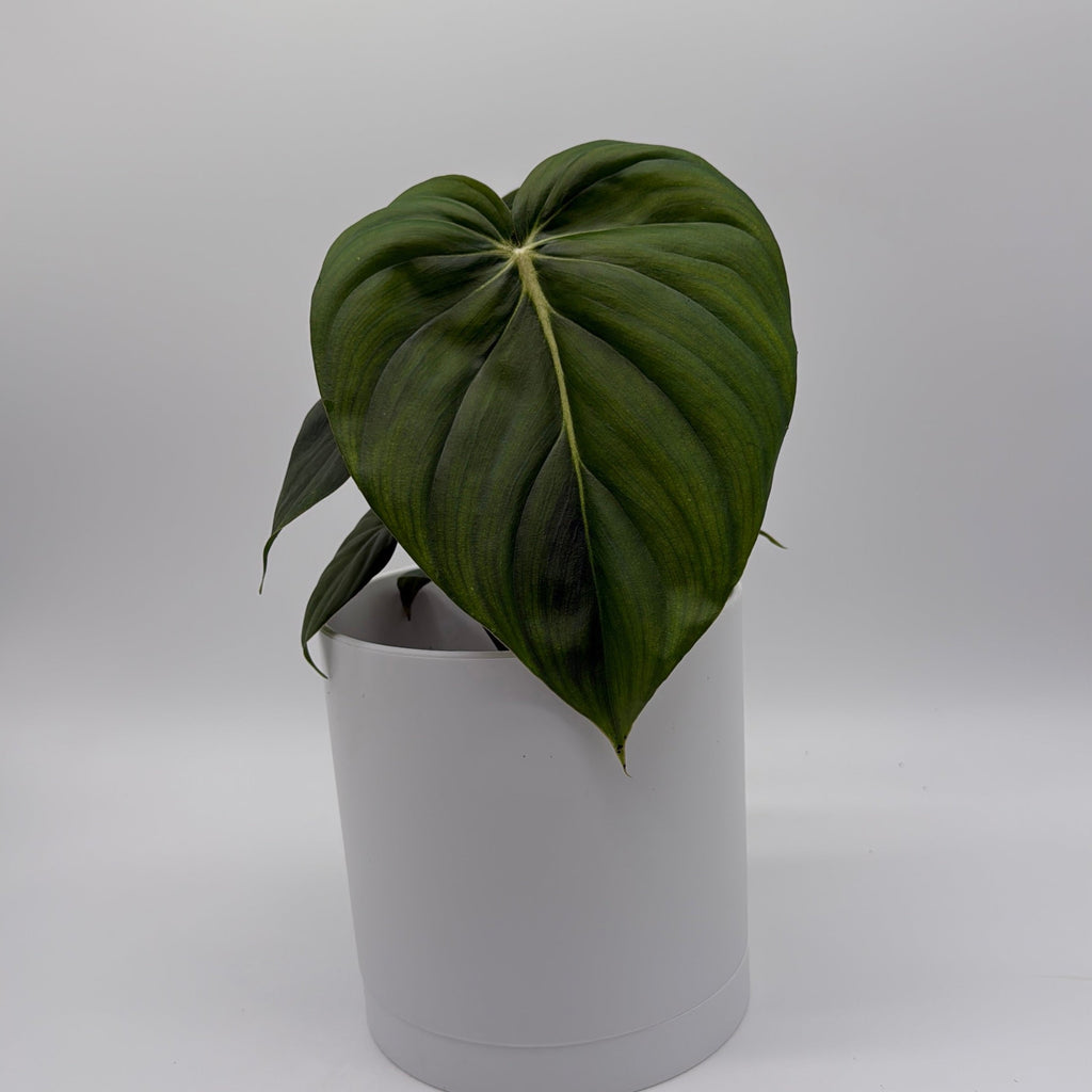 Philodendron McDowell