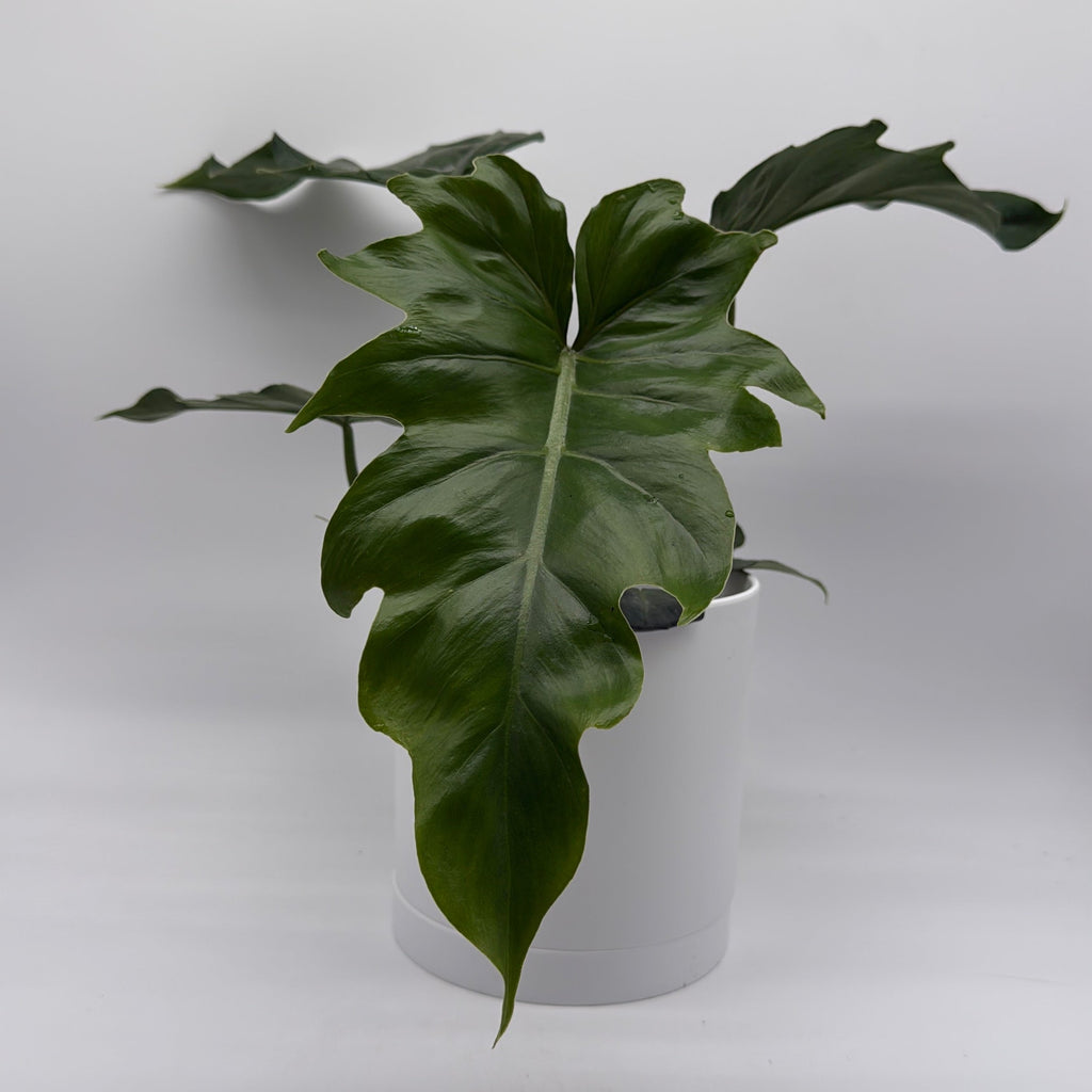 Philodendron Mayoi