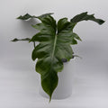 Philodendron Mayoi