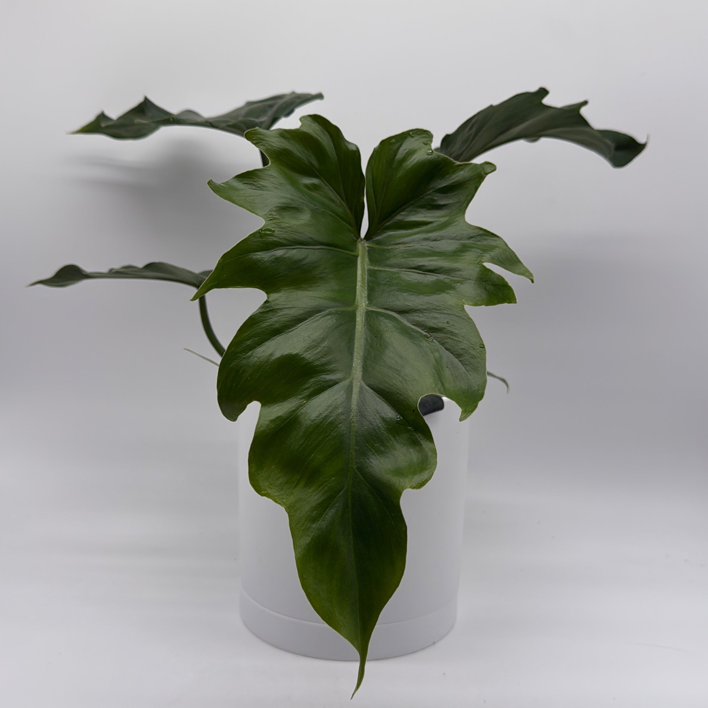 Philodendron Mayoi