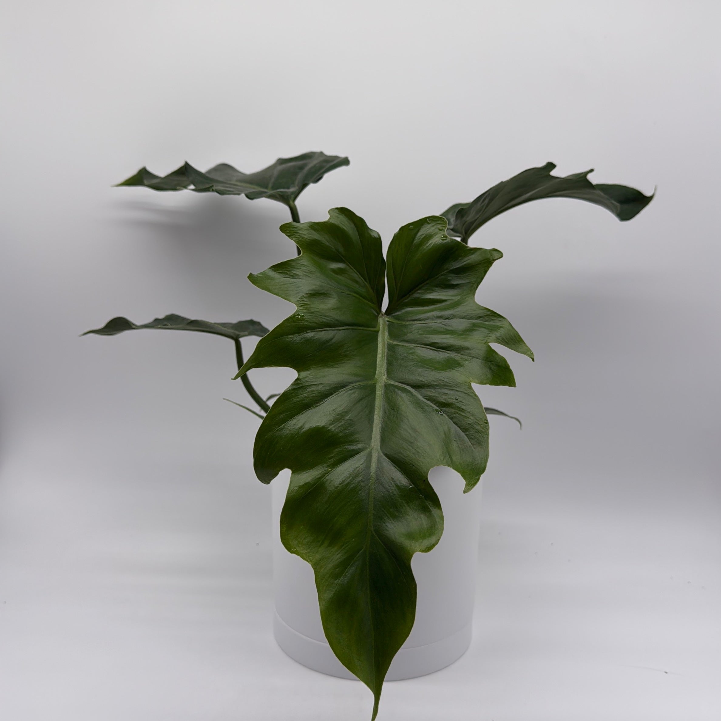 Philodendron Mayoi