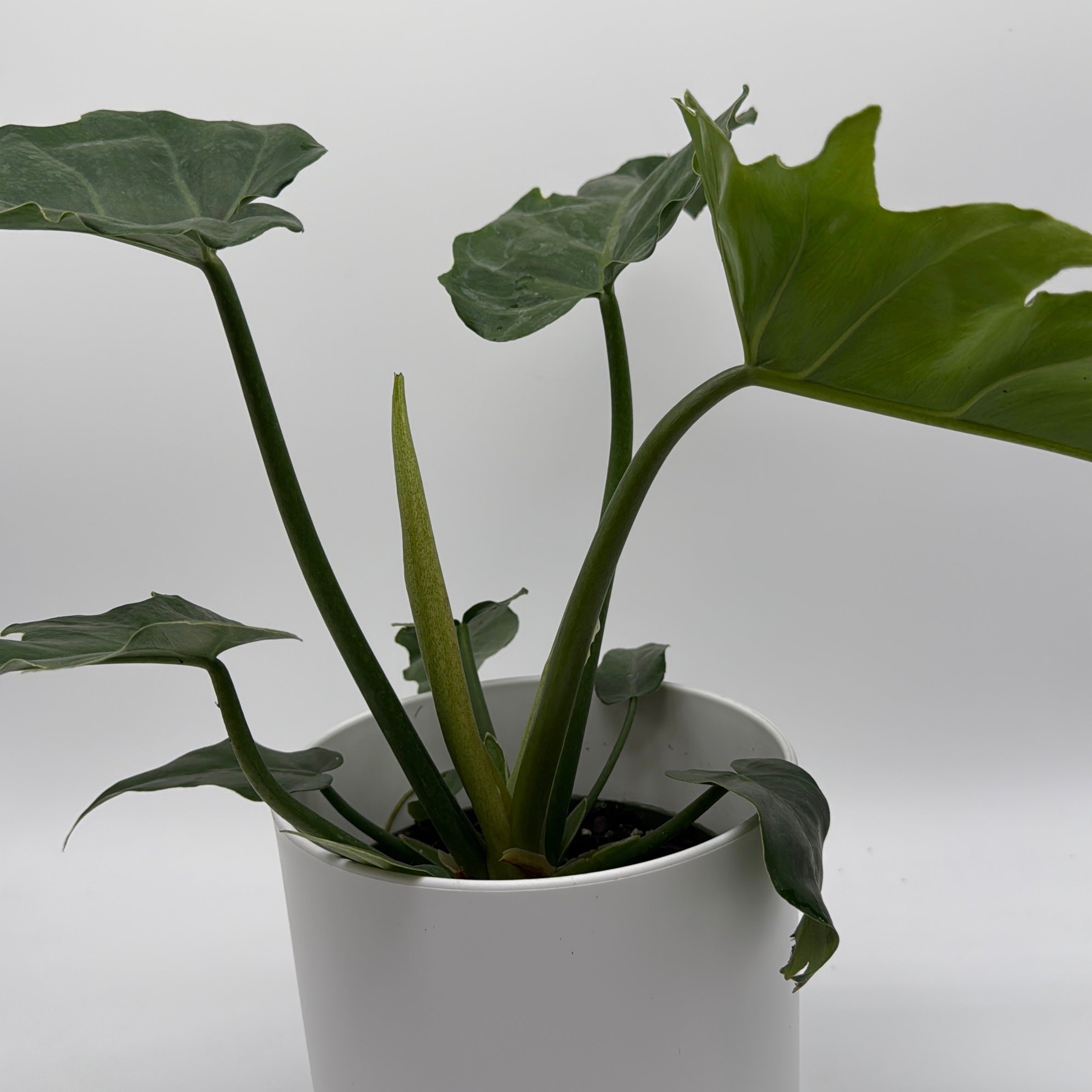 Philodendron Mayoi