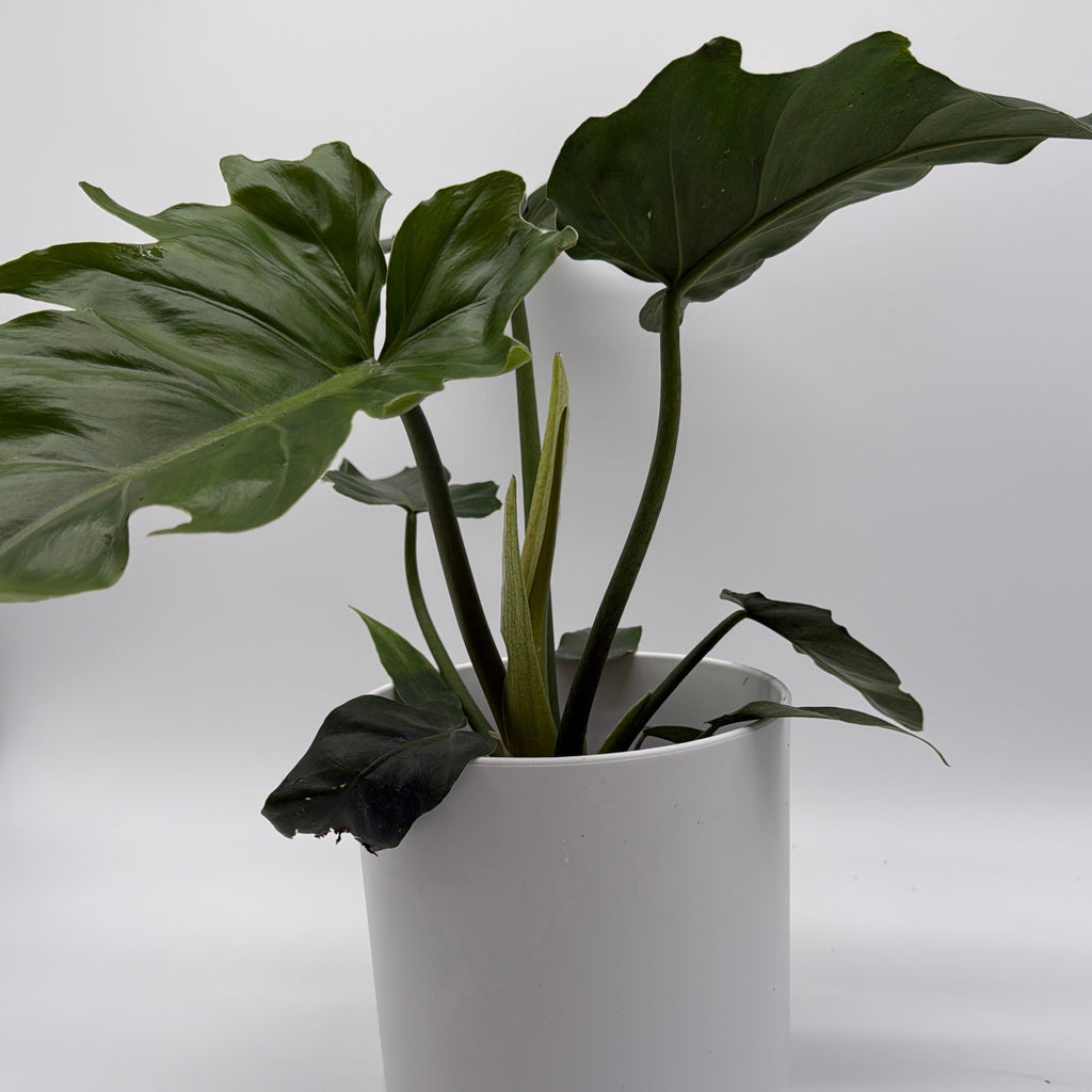 Philodendron Mayoi