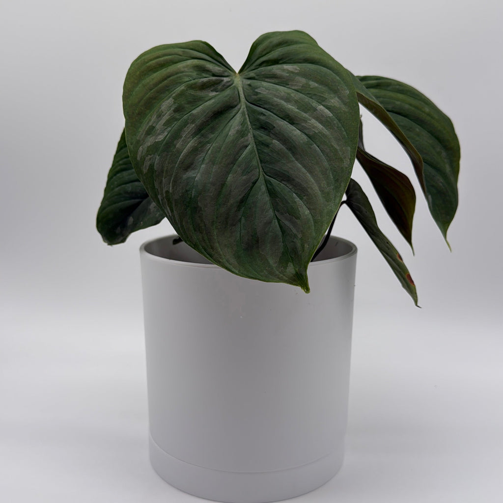 Philodendron Majestic
