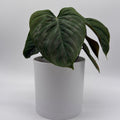 Philodendron Majestic