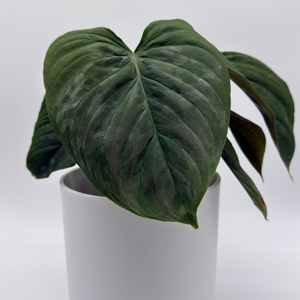 Philodendron Majestic