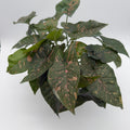Syngonium Thai Pink Splash