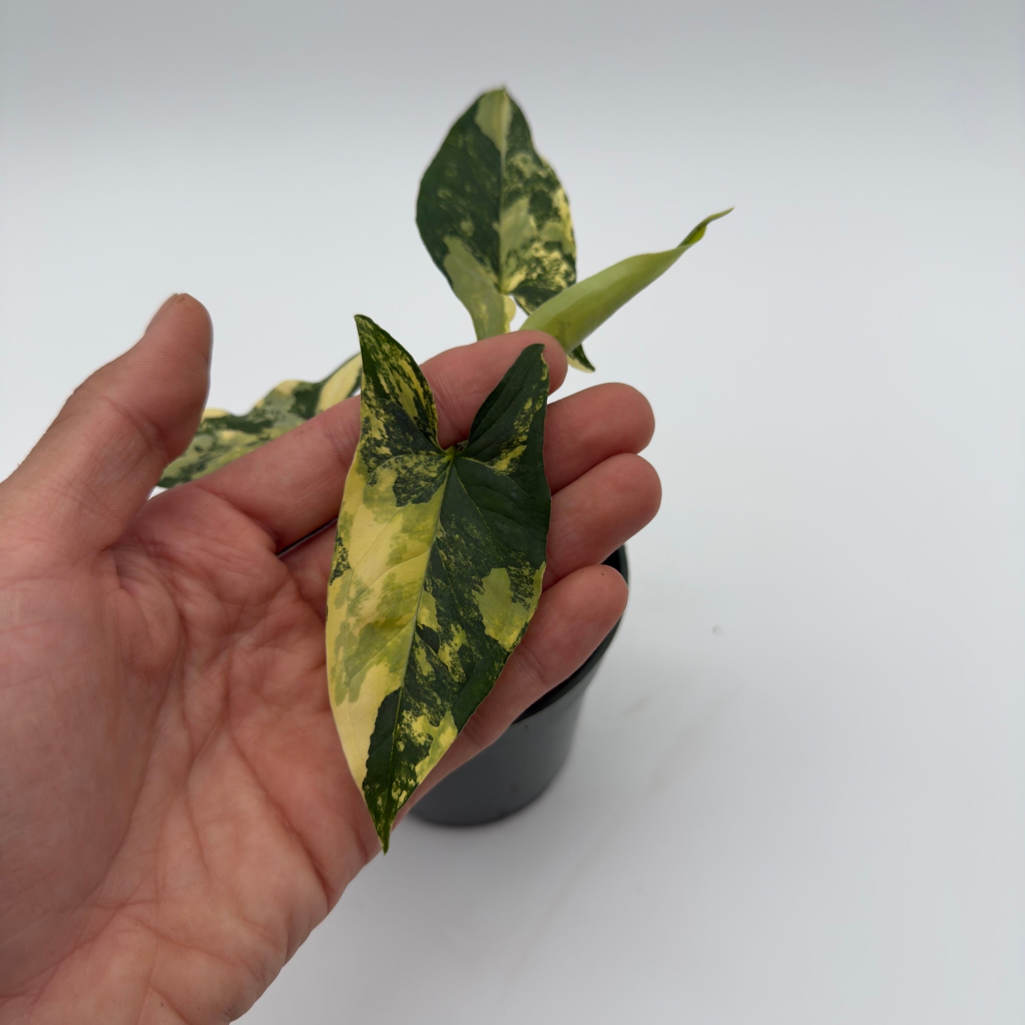 Variegated Syngonium Podophyllum Aurea