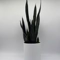Sansevieria Zeylanica Dragon's Tooth