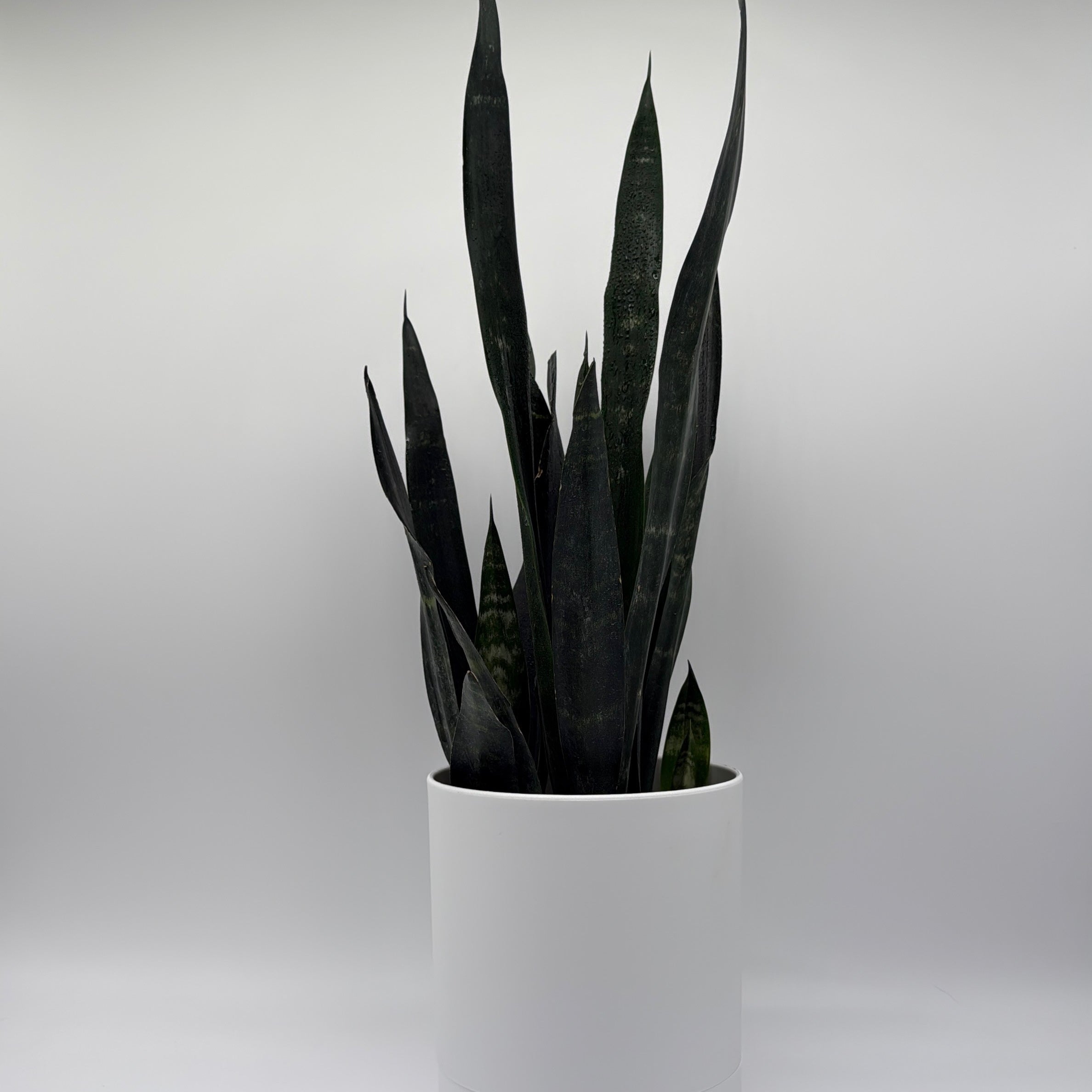 Sansevieria Zeylanica Dragon's Tooth