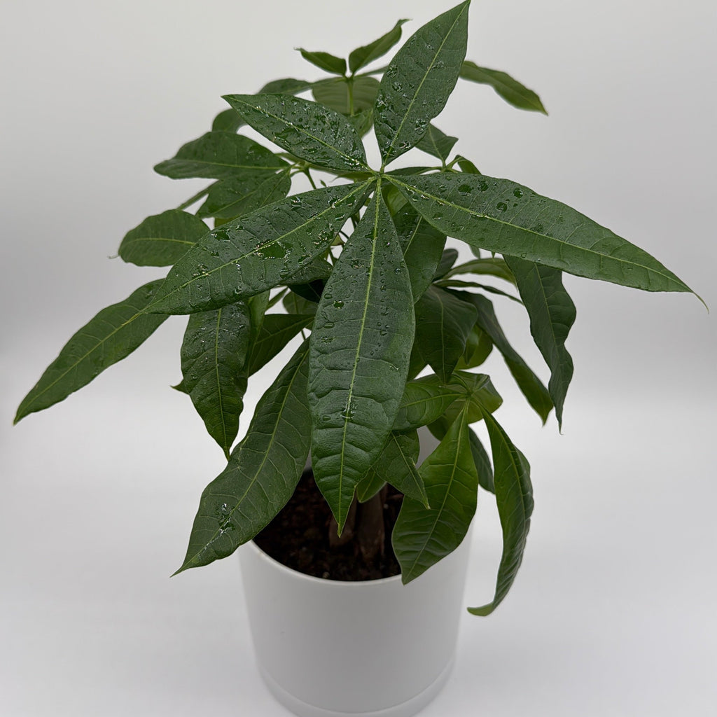 Money Tree
