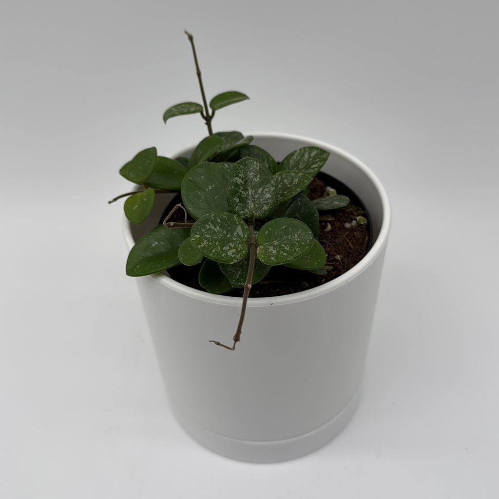 Hoya Mathilde 'Splash'