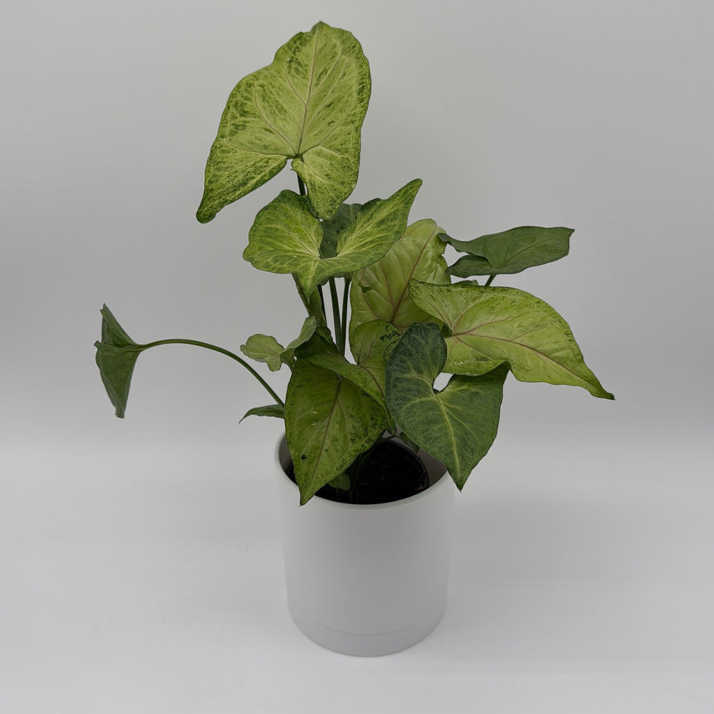 Syngonium Pink Vein