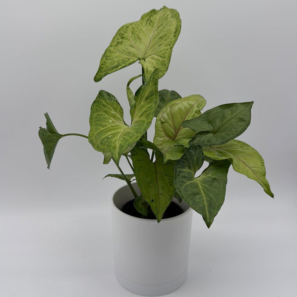 Syngonium Pink Vein