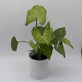 Syngonium Pink Vein