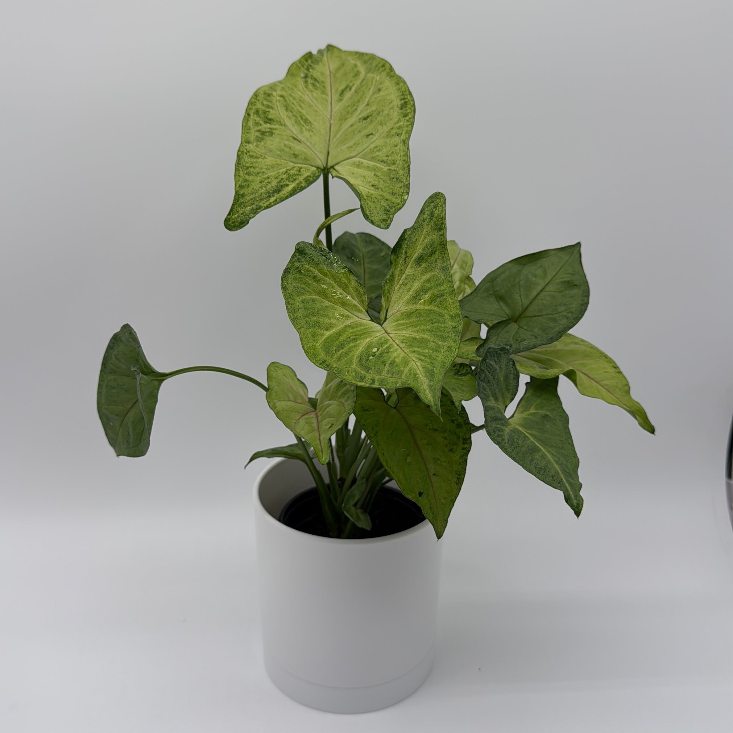 Syngonium Pink Vein