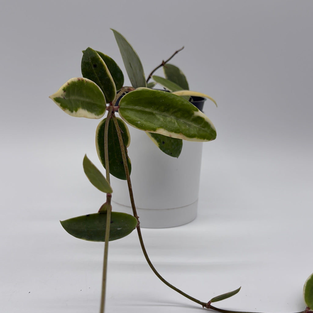 Variegated Hoya Acuta Albo-Marginata