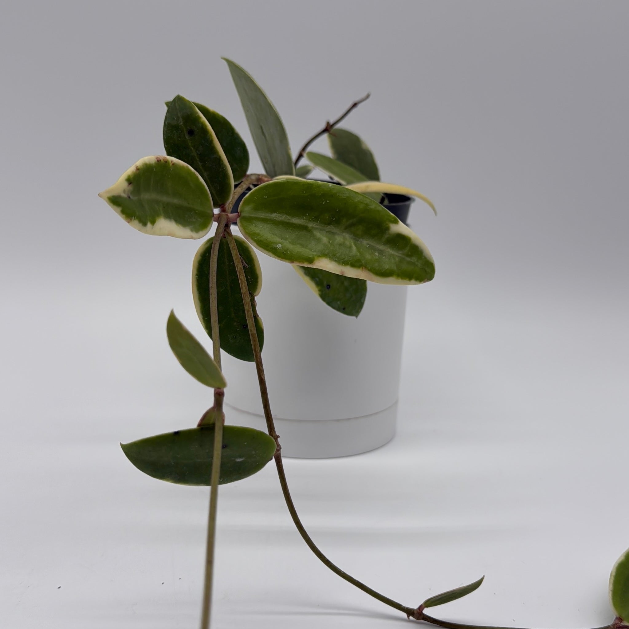 Variegated Hoya Acuta Albo-Marginata