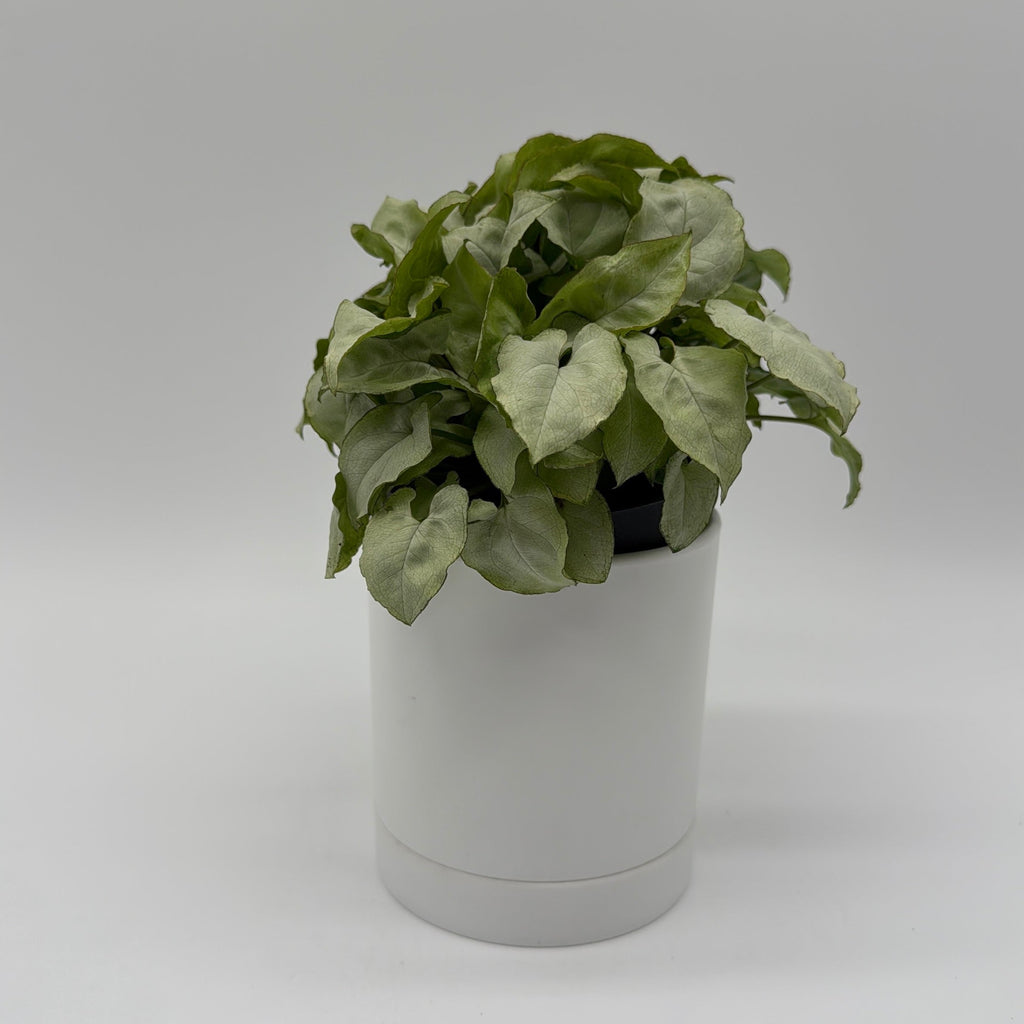 Syngonium Moonshine