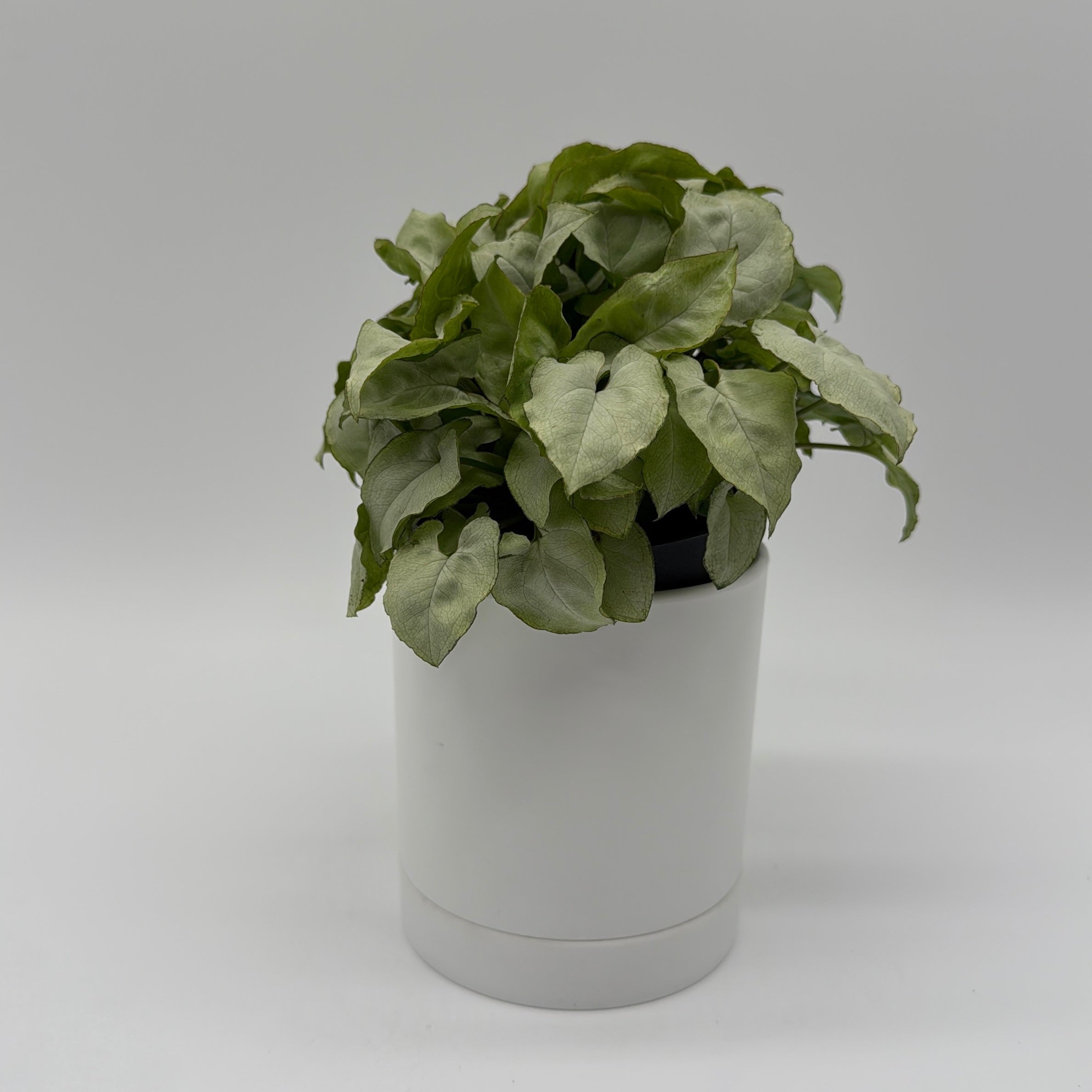Syngonium Moonshine