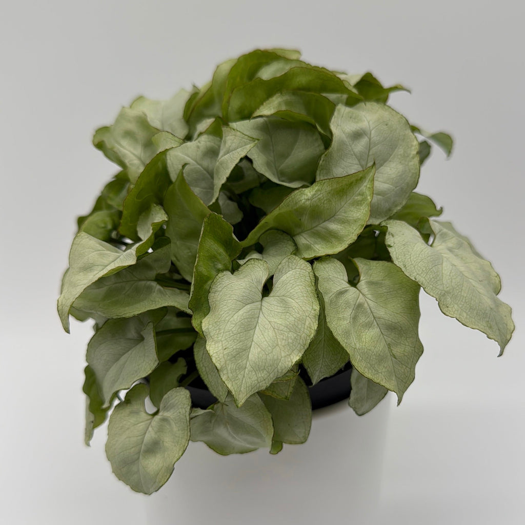 Syngonium Moonshine