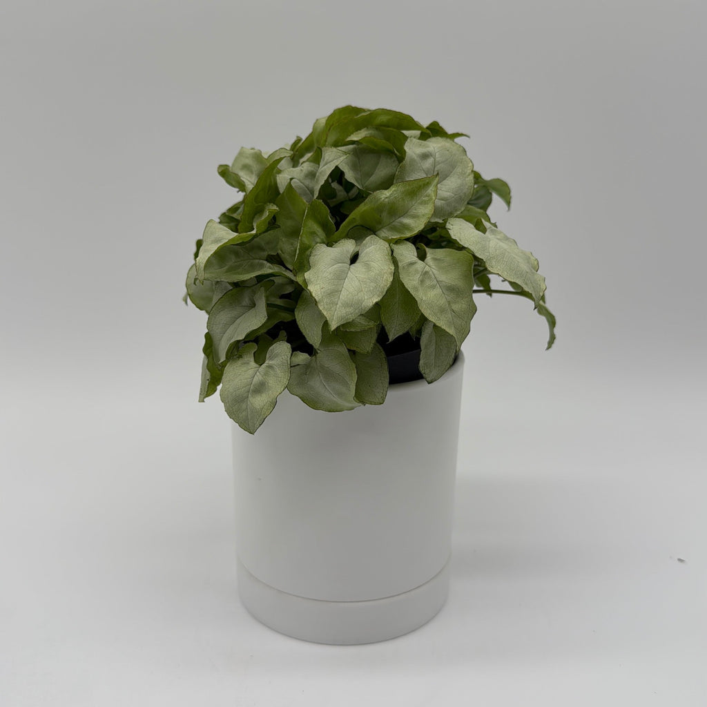 Syngonium Moonshine