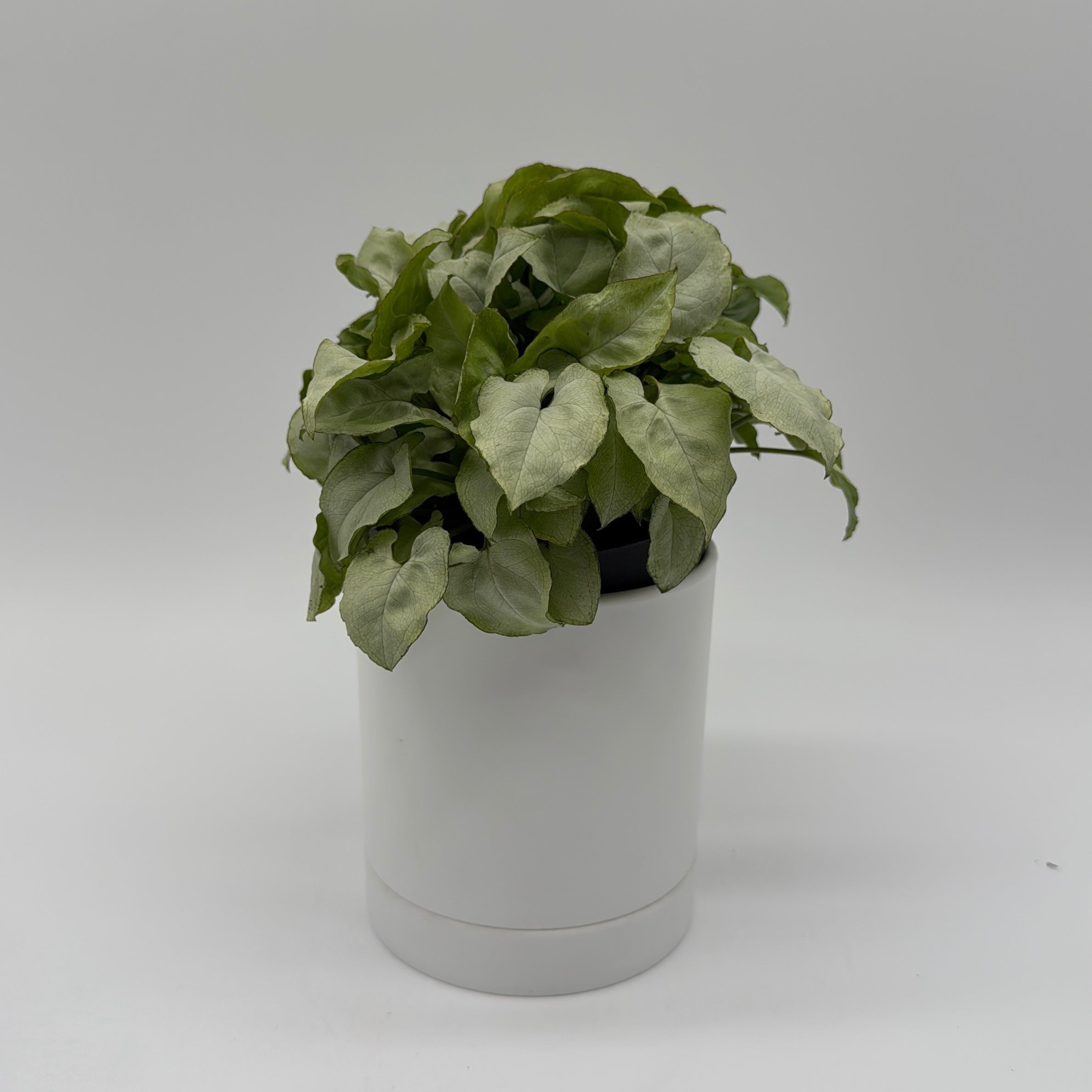 Syngonium Moonshine