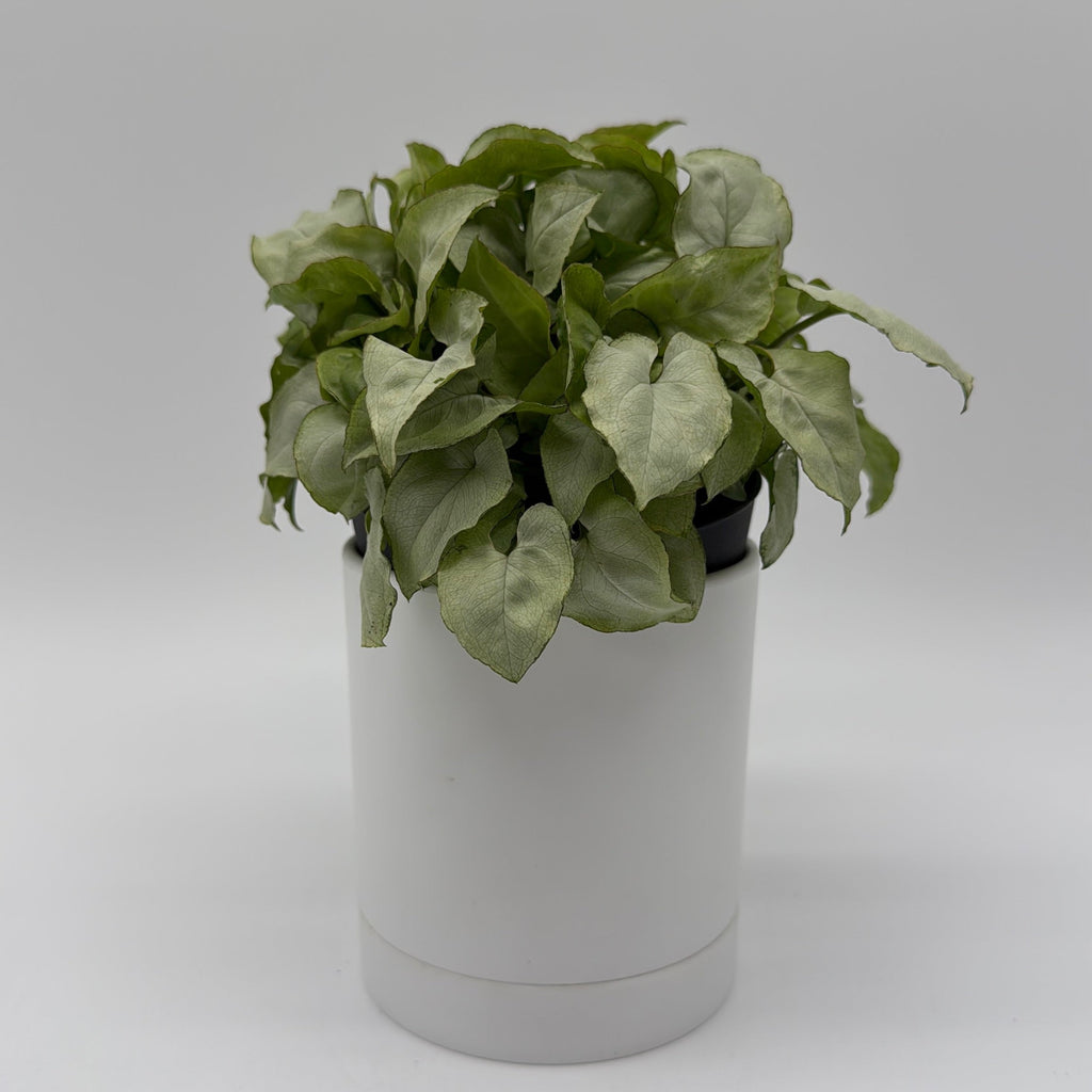 Syngonium Moonshine