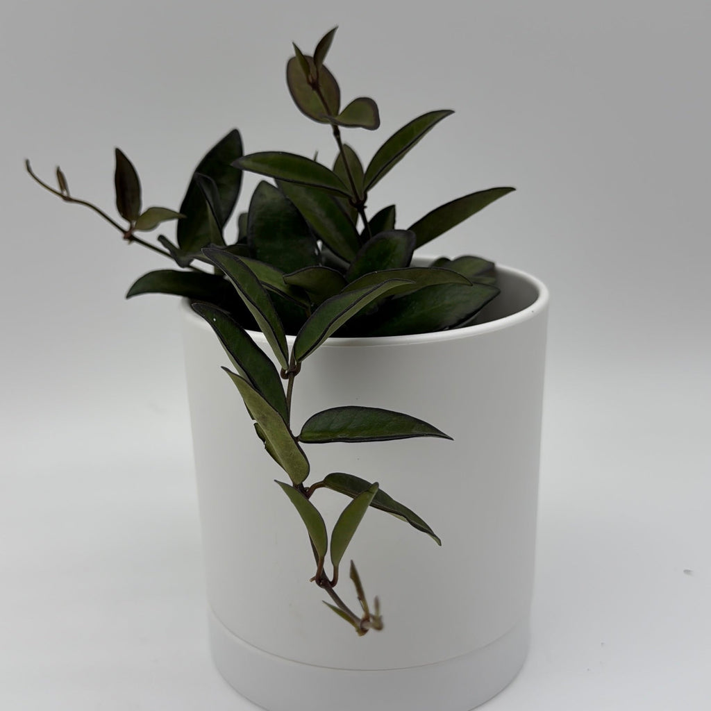 Hoya Rosita