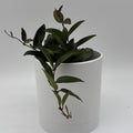 Hoya Rosita