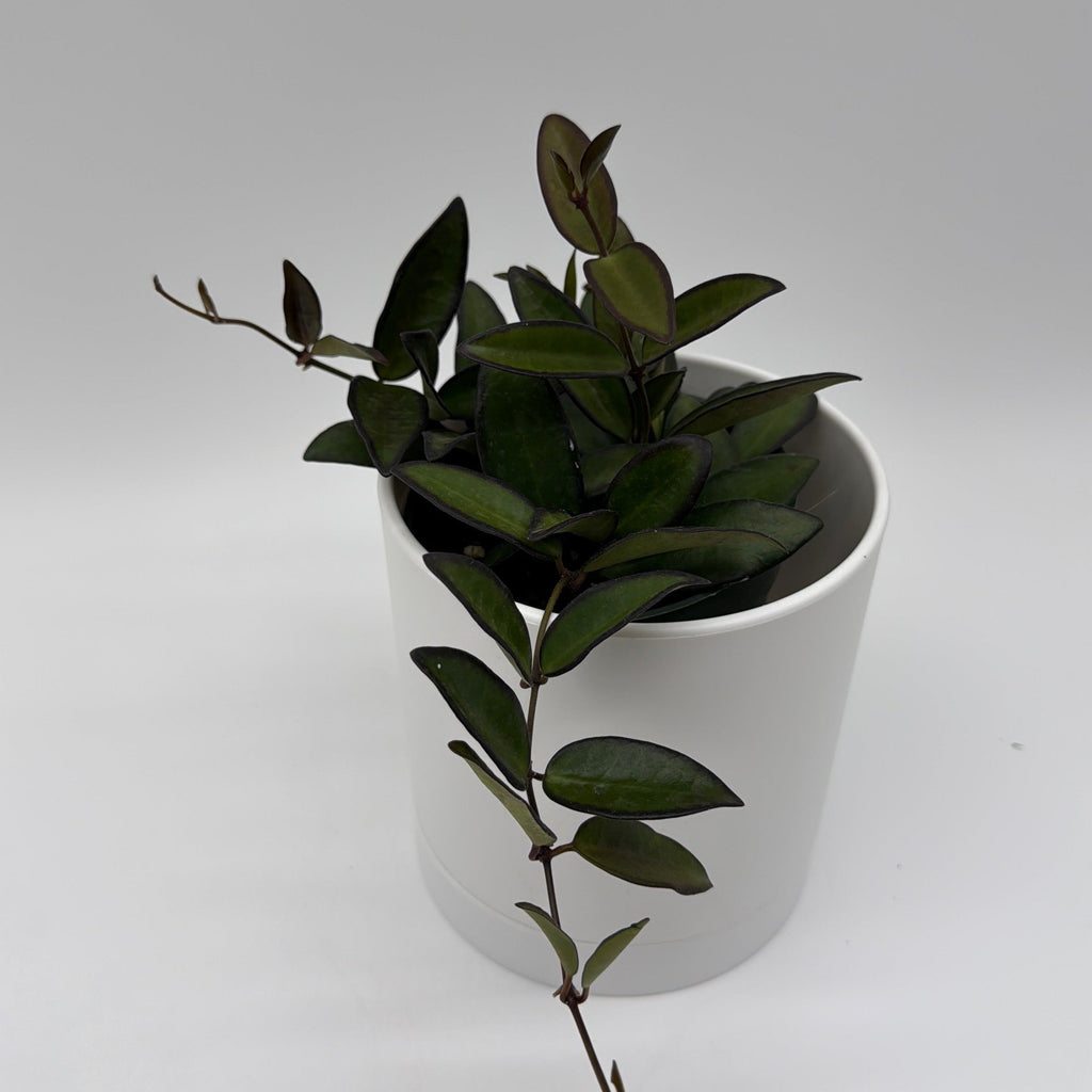 Hoya Rosita