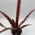 Cryptanthus Pink Earth Star