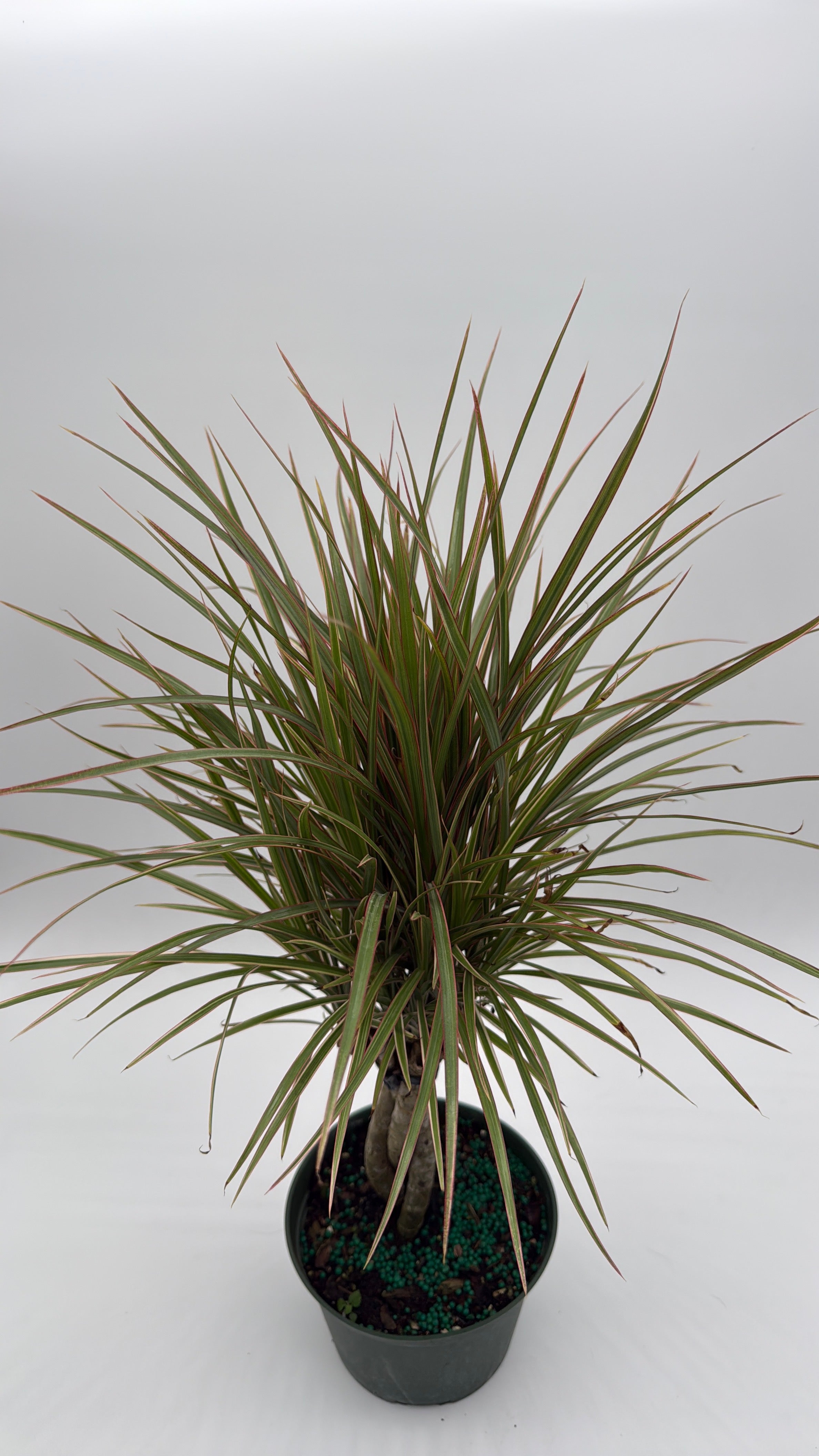 Bicolor Dracaena Marginata