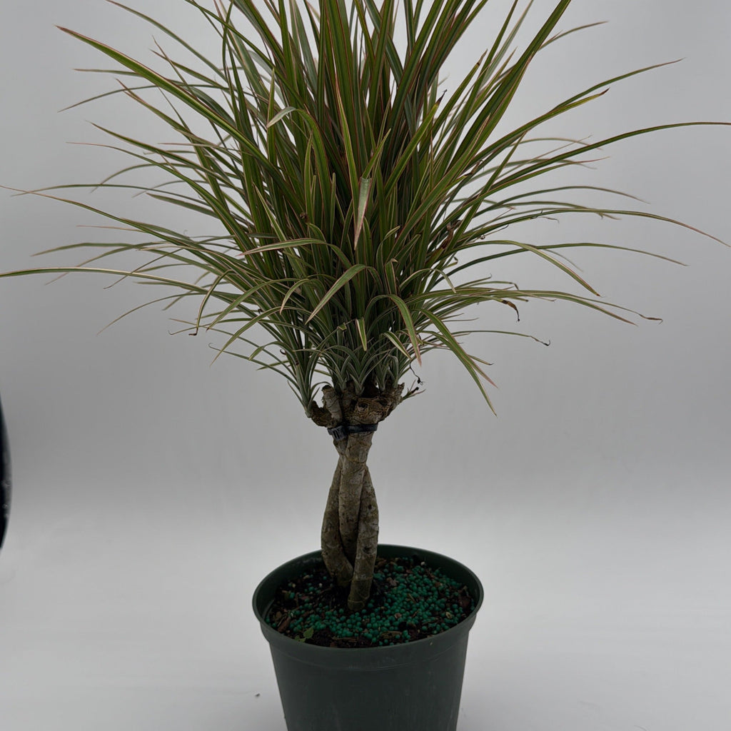 Bicolor Dracaena Marginata