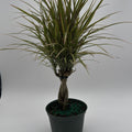 Bicolor Dracaena Marginata