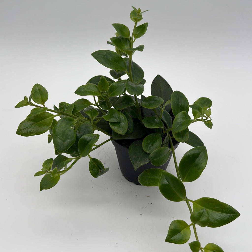 Aeschynanthus Lipstick Plant 'Mona Lisa'