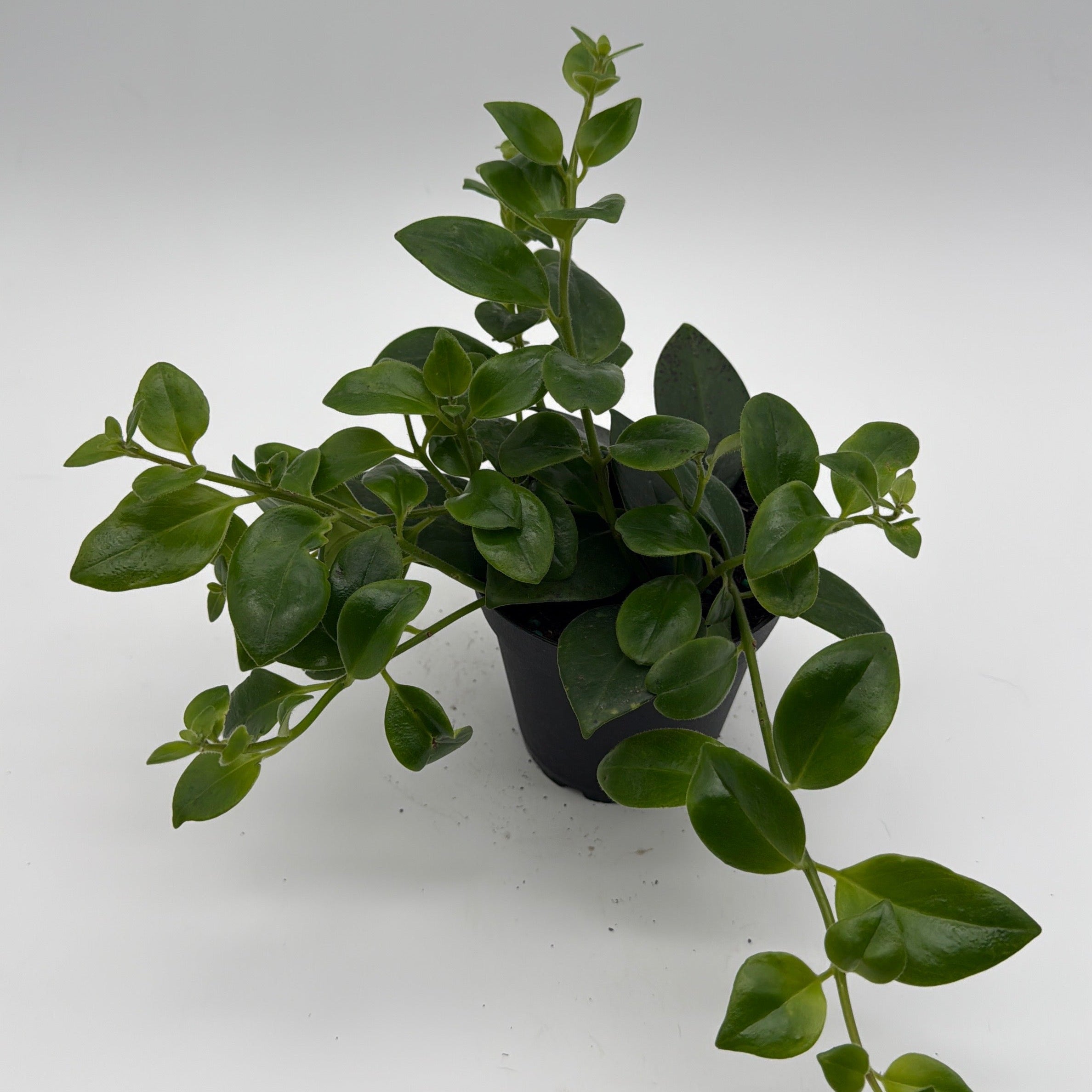Aeschynanthus Lipstick Plant 'Mona Lisa'