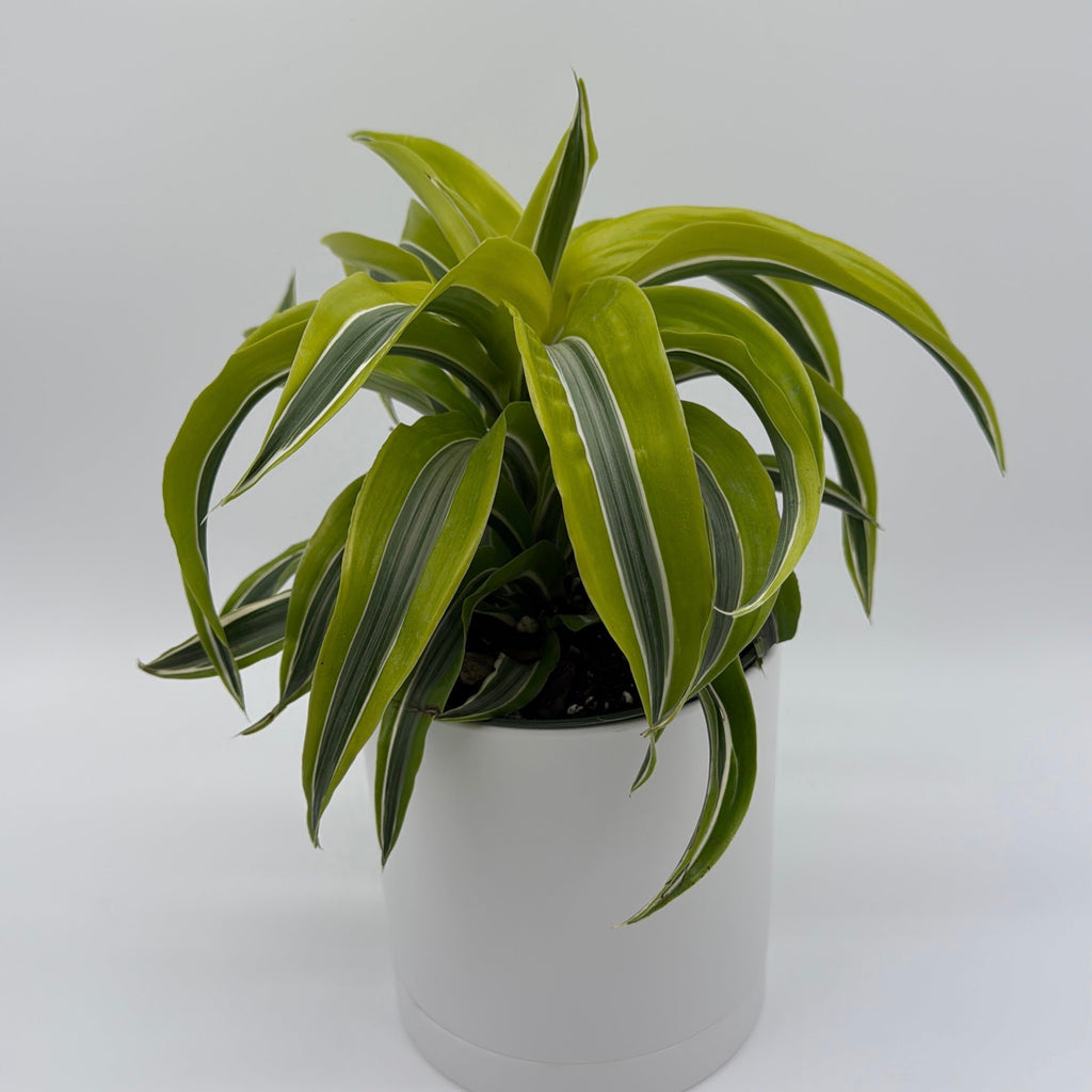 Dracaena 'Lemon Surprise'