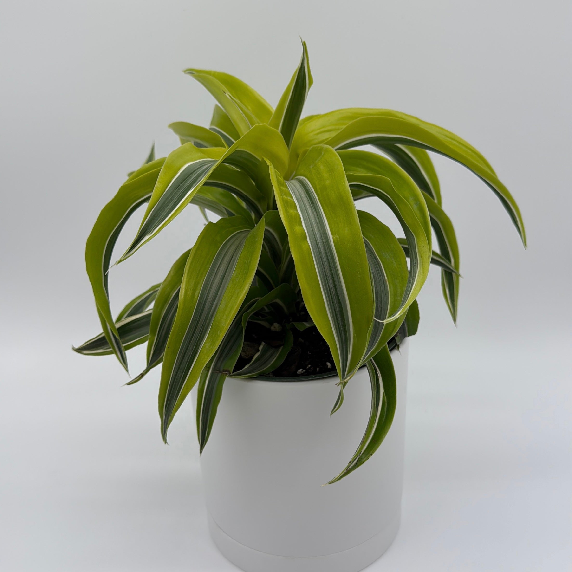 Dracaena 'Lemon Surprise'