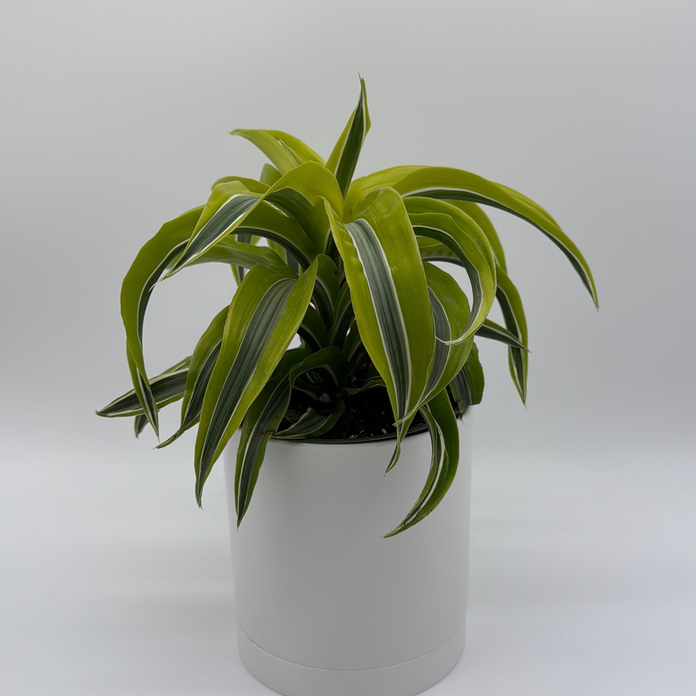 Dracaena 'Lemon Surprise'