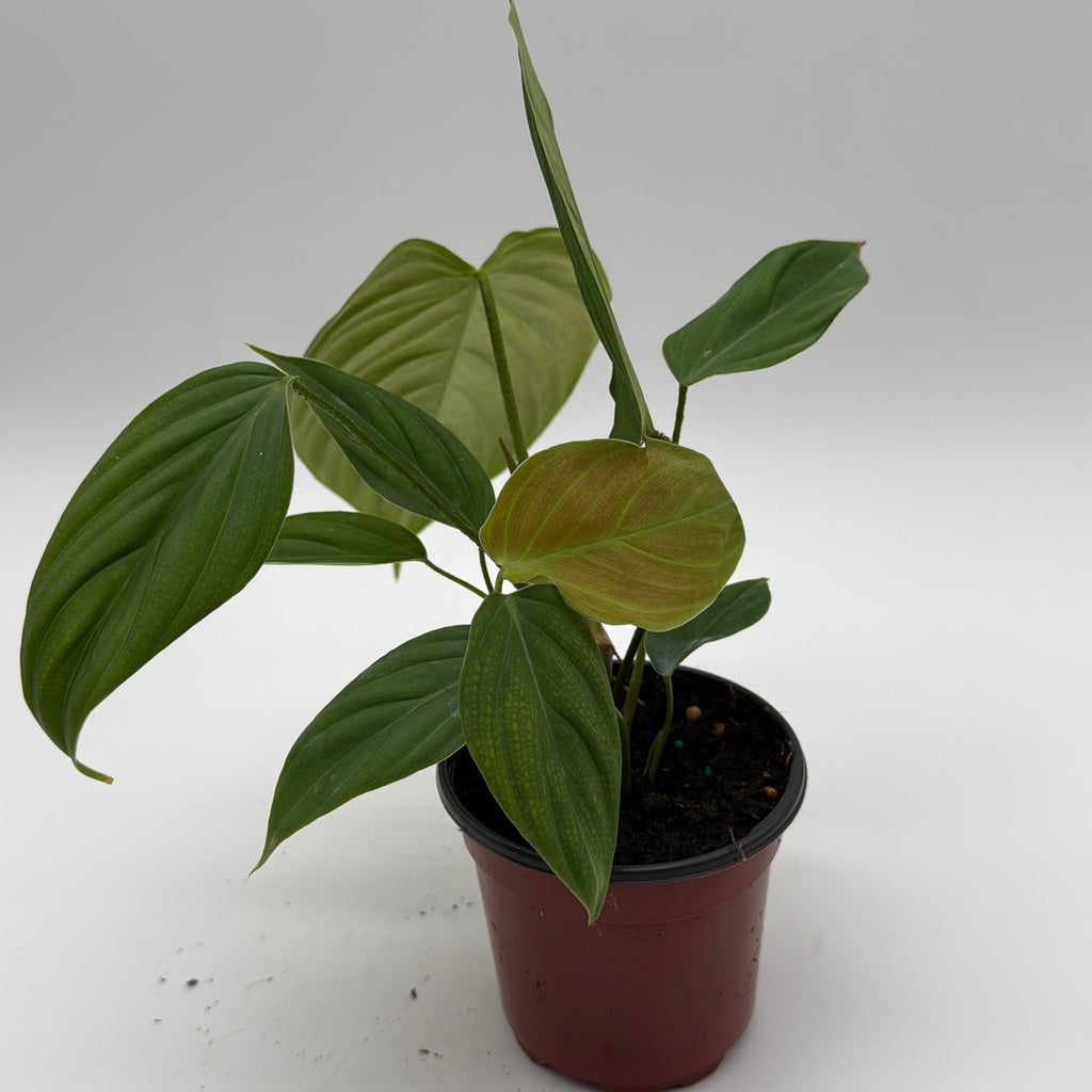 Philodendron Fuzzy Petiole