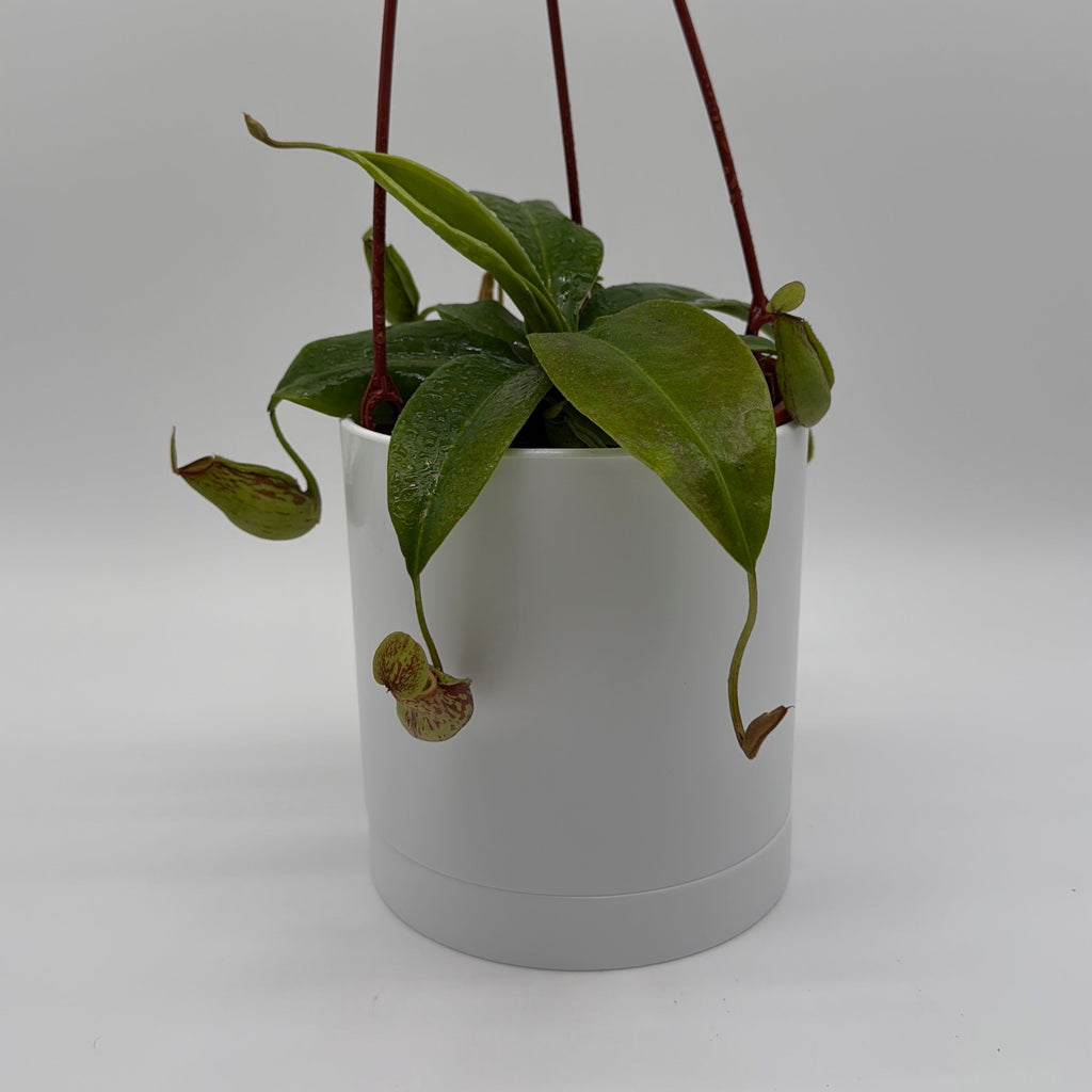 Nepenthes Gaya (Tropical Pitcher Plant)