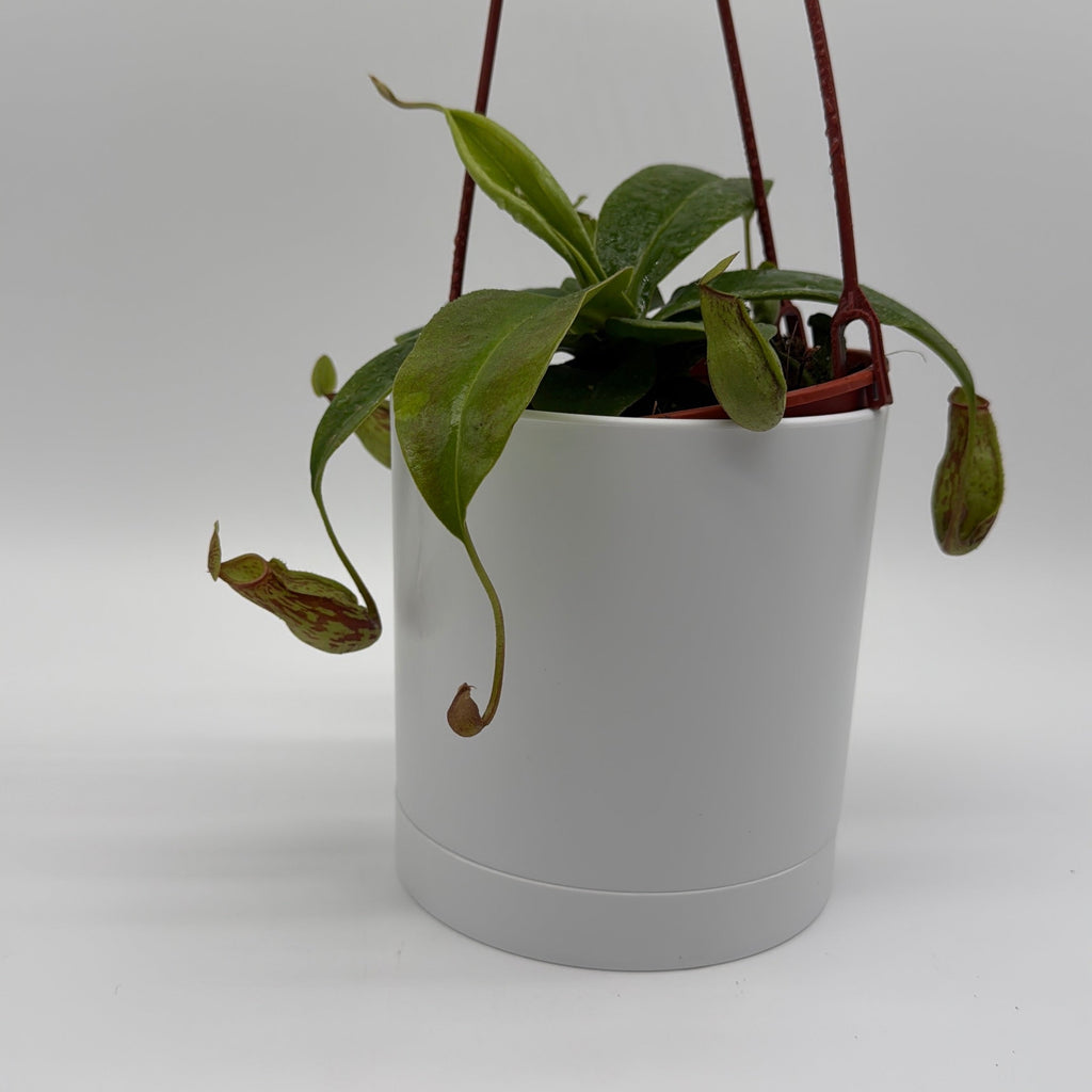 Nepenthes Gaya (Tropical Pitcher Plant)