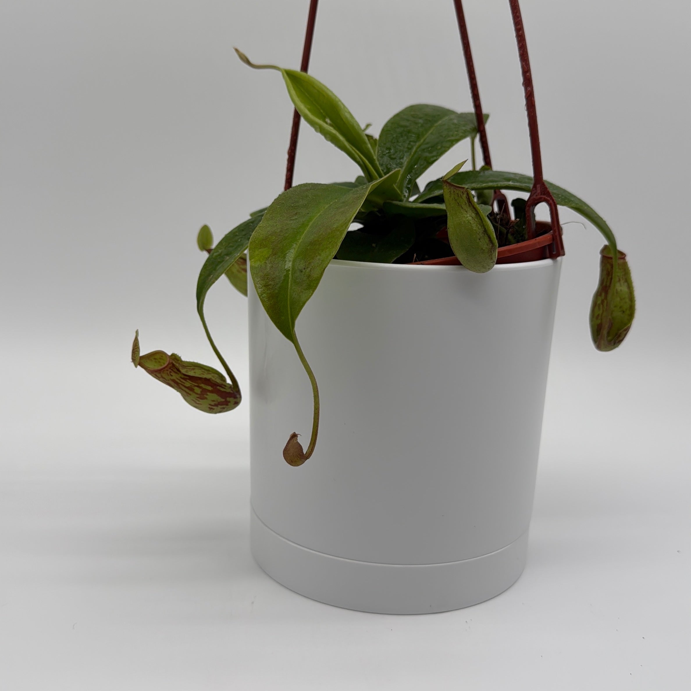 Nepenthes Gaya (Tropical Pitcher Plant)