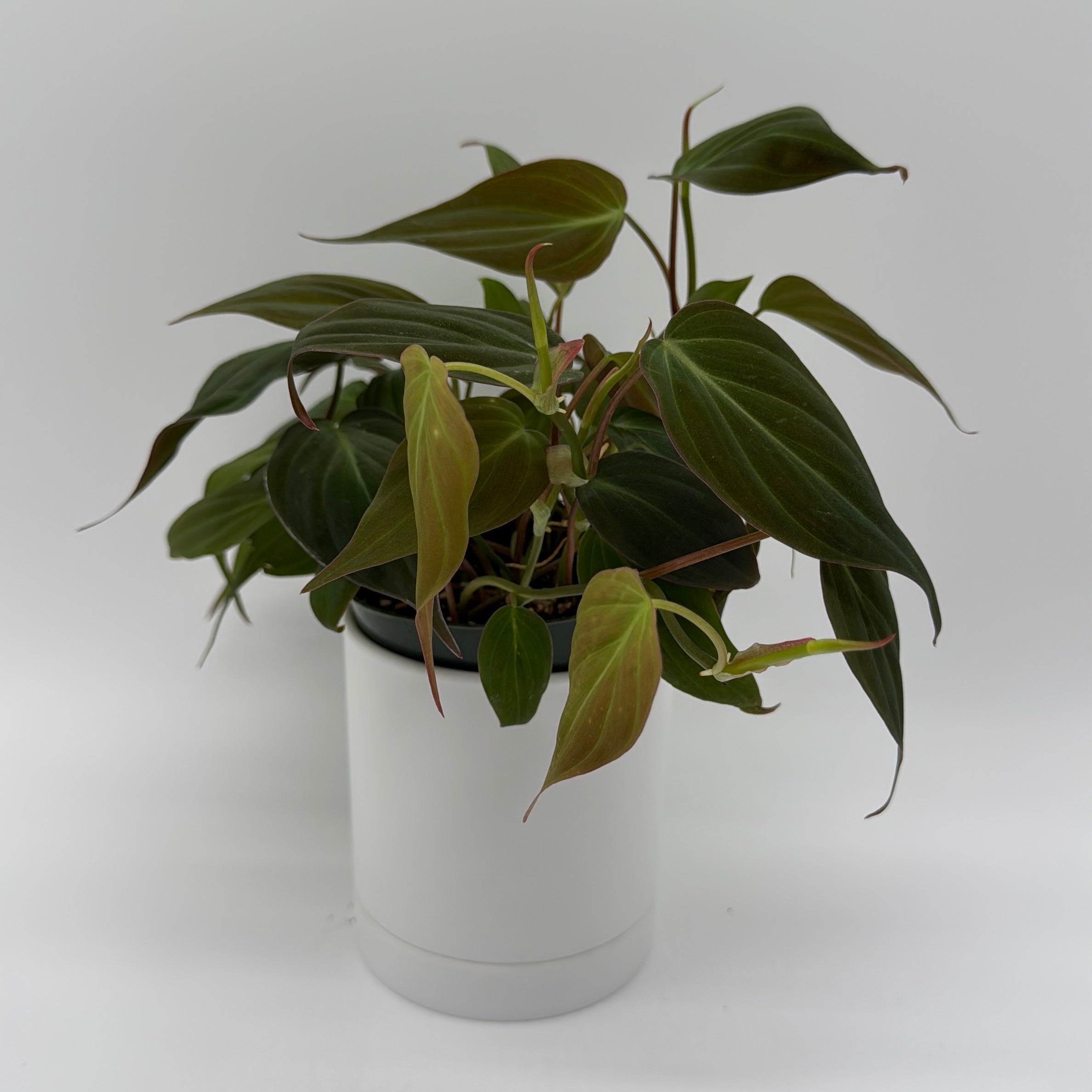 Philodendron Micans