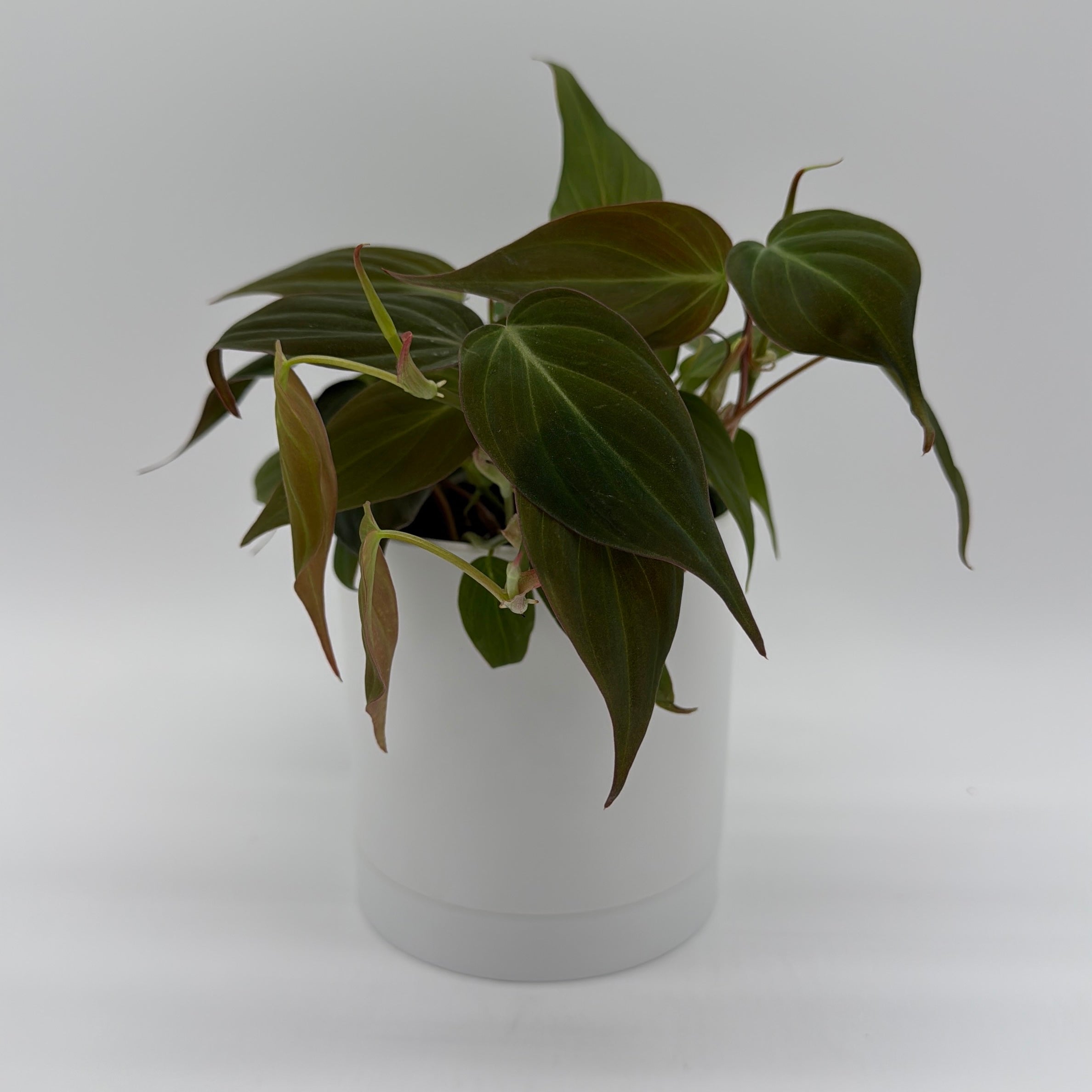 Philodendron Micans